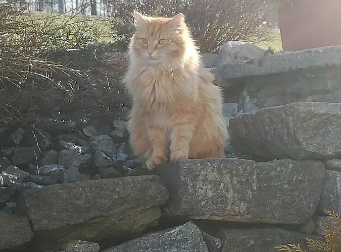 Schaubmeier كلافر ام هوتشفيشت