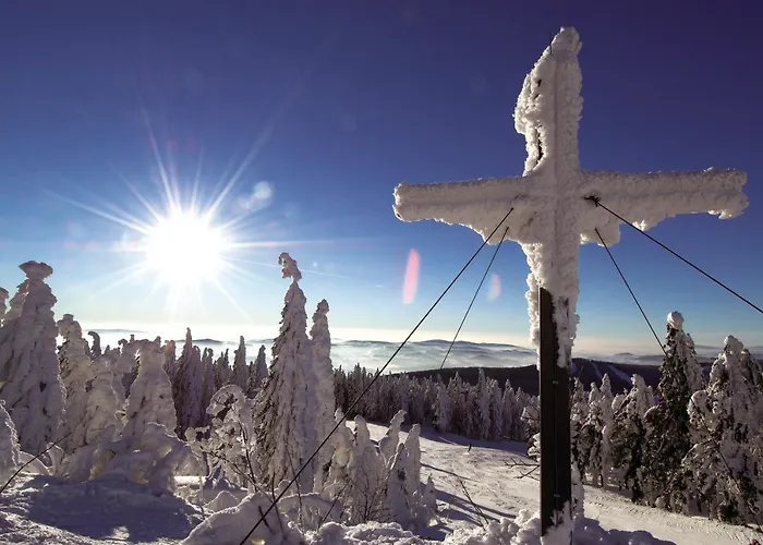 Schaubmeier كلافر ام هوتشفيشت